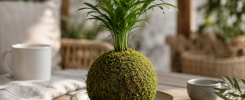Cómo hacer un kokedama paso a paso: crea una decoración natural con plantas