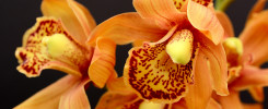 Cuidados y consejos para tus orquídeas