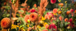 Flores que Iluminarán tu Jardín: Siembra de Febrero a Abril